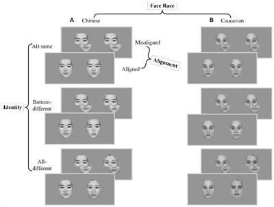 The Fusiform Face Area Plays a Greater Role in Holistic Processing for Own-Race Faces Than Other-Race Faces